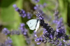 Pieris rapae