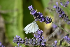 Pieris rapae