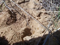 Camponotus fedtschenkoi