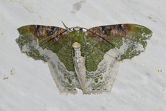 Eucyclodes semialba