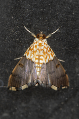 Agrotera posticalis