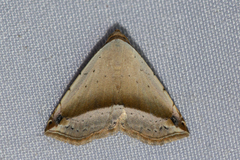 Eublemma pudica