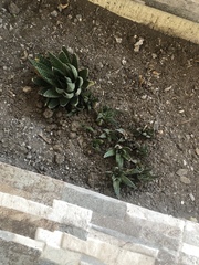 × Gasteraloe