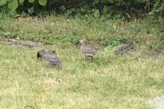 Sturnus vulgaris