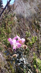 Podalyria biflora