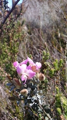 Podalyria biflora