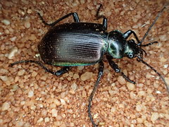 Calosoma oceanicum