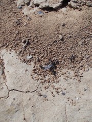 Cataglyphis aenescens