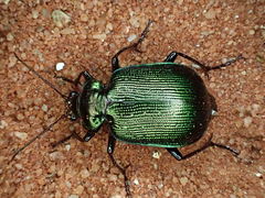 Calosoma schayeri
