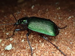 Calosoma schayeri