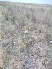 Centaurea scabiosa adpressa