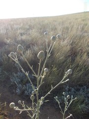 Centaurea scabiosa adpressa