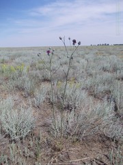 Centaurea scabiosa adpressa