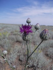 Centaurea scabiosa adpressa