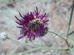 Centaurea scabiosa adpressa