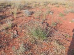 Centaurea scabiosa adpressa