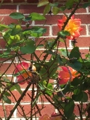 Magnoliopsida