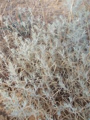 Ceratocarpus arenarius