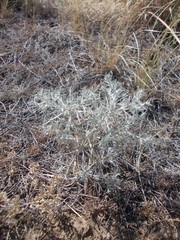 Ceratocarpus arenarius