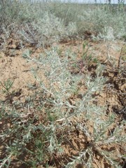 Ceratocarpus arenarius