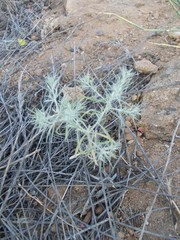 Ceratocarpus arenarius