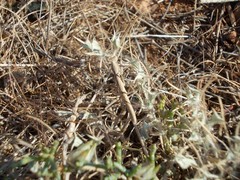 Ceratocarpus arenarius