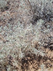 Ceratocarpus arenarius