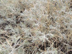 Ceratocarpus arenarius