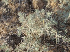 Ceratocarpus arenarius