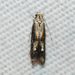Apple Pith Moth - Photo (c) Larry Clarfeld, some rights reserved (CC BY-NC), uploaded by Larry Clarfeld