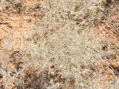 Ceratocarpus arenarius