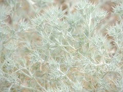 Ceratocarpus arenarius