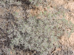 Ceratocarpus arenarius