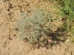 Ceratocarpus arenarius