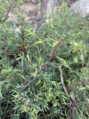 Suaeda australis