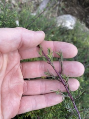 Suaeda australis