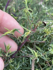 Suaeda australis