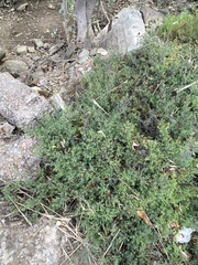 Suaeda australis