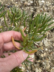 Suaeda arbusculoides