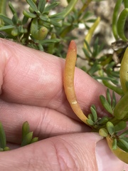 Suaeda arbusculoides