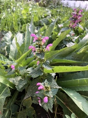 Lamium maculatum