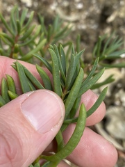 Suaeda arbusculoides