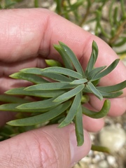 Suaeda arbusculoides