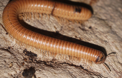 Orthoporus