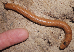 Orthoporus