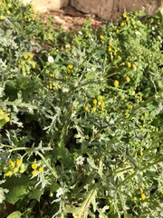 Senecio vulgaris