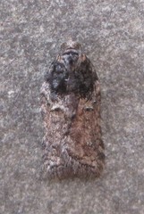 Acleris variana