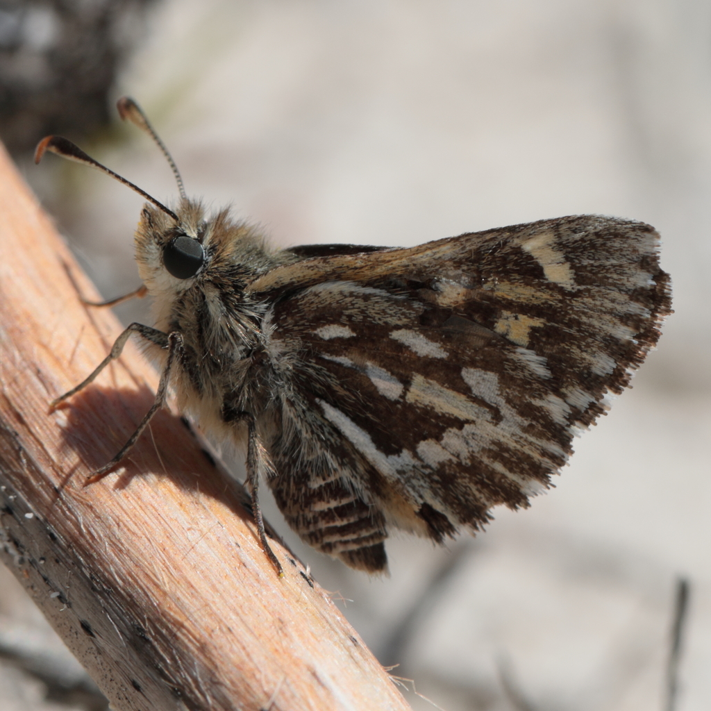 Silver-spotted Ochre
