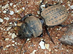 Philoscaphus