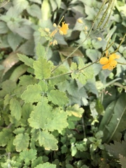 Chelidonium majus